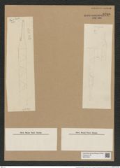 Rhizosolenia alata Brightw. (de-Toni-Nr.: Genus 114, Species 3311) Zeichnungen Sammlung Grunow Nr. 6700 (NHMW-BOT-W0375502)